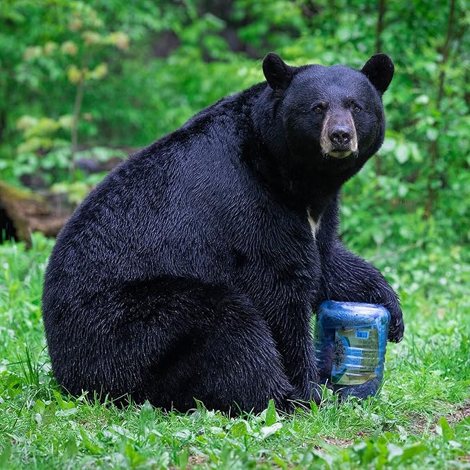 Canister for Backpacking. 4 Sizes: BV500, BV475, BV450, BV425. Bear-Resistant Food Container for Camping, Hiking, Fishing, Hunting, Bikepacking. BearVault is Bear Safe!