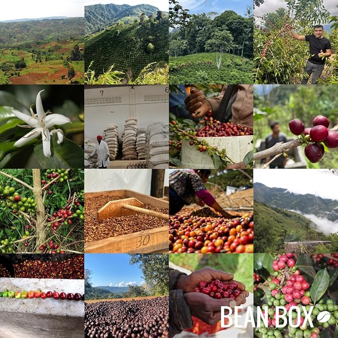 'Wild' Single Origin - Roasted by Proud Mary Coffee - Whole Bean Coffee - 1 Kilogram Bag